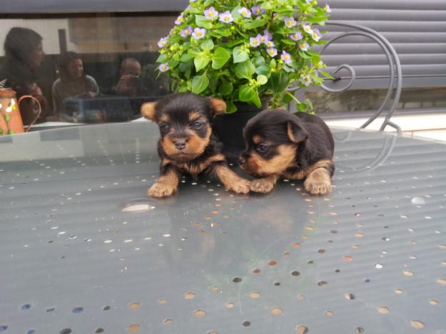 Preciosos Cachorros de Yorkshire, Calidad y Garantia