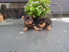Preciosos Cachorros de Yorkshire, Calidad y Garantia - mejor precio | unprecio.es