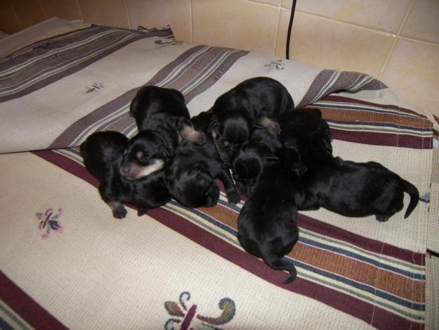 regalo cachorros