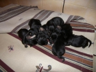 regalo cachorros - mejor precio | unprecio.es
