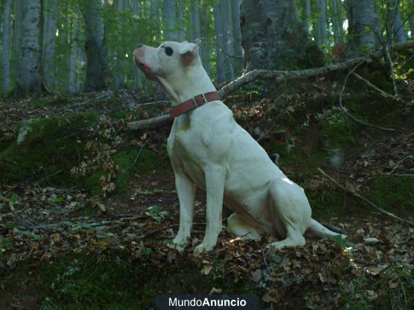 SE VENDEN CACHORROS DE DOGO ARGENTINO