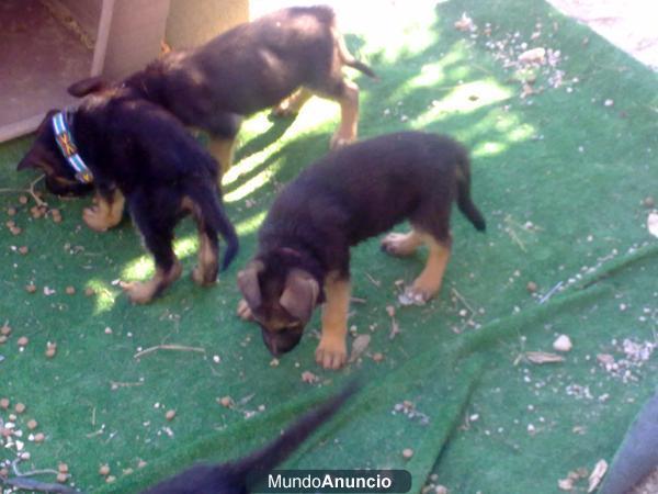 VENDO CACHORROS PASTOR ALEMÁN