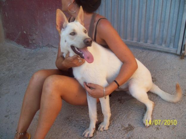 AVALON  EN ADOPCIÓN