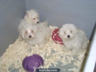 Bichon Maltes - mejor precio | unprecio.es