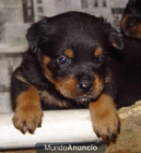 cachorros de rottweiler con pedigree, - mejor precio | unprecio.es