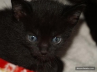 gatitos maravillo regalo bebes 7 11 756 312 - mejor precio | unprecio.es