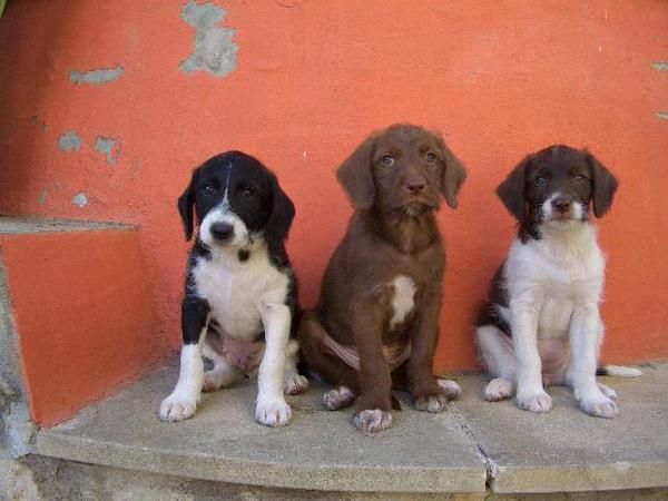 Regelamos tres guapos perritos