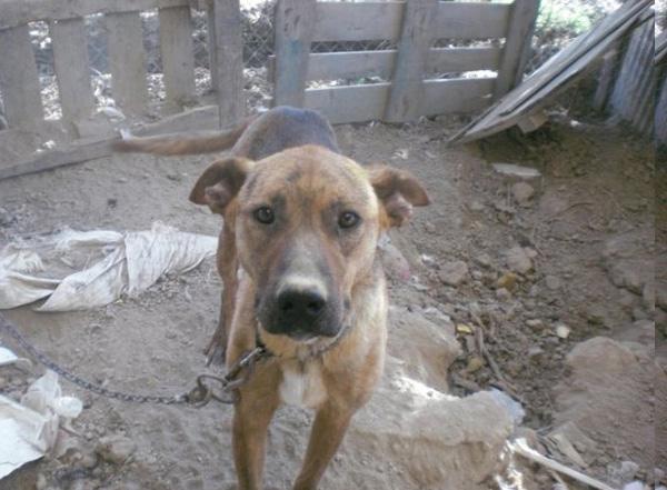 Rocco, perro guapisimo necesita urgente un adoptante