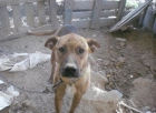Rocco, perro guapisimo necesita urgente un adoptante - mejor precio | unprecio.es