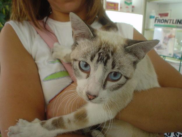 Roosvelt cruce de siames de ocho meses en adopción