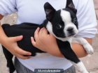 VENDO HERMOSOS BOSTON TERRIER - mejor precio | unprecio.es