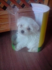 Vendo preciosa cachorrita 2meses Bichón Maltés - mejor precio | unprecio.es