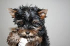 Yorkshire Terrier (Yorky) pequeñisimos 150 - mejor precio | unprecio.es