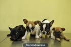 2CACHORROS DE BULLDOG FRANCES - mejor precio | unprecio.es