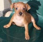 Cachorros de MINI PINSCHER con pedigree de la RSCE - mejor precio | unprecio.es