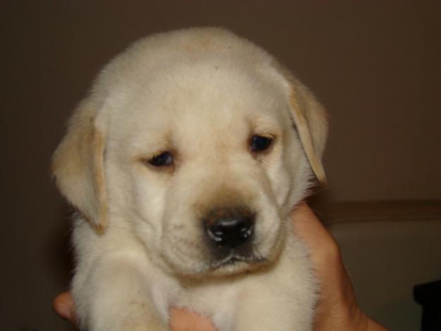 labradores dorados