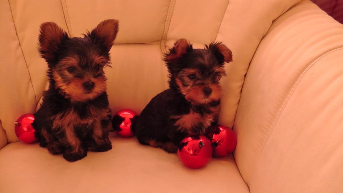 Yorkshire terrier