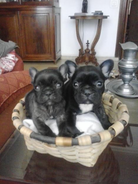 Bulldog francés máxima calidad
