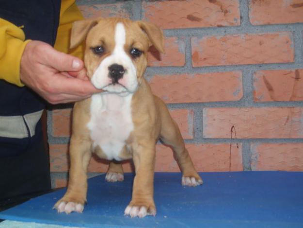 American Staffordshire Terrier