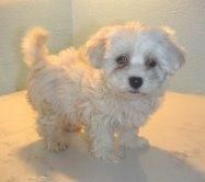 BICHON  MALTES  STANDAR   405 c/u