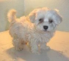 BICHON  MALTES  STANDAR   405 c/u - mejor precio | unprecio.es
