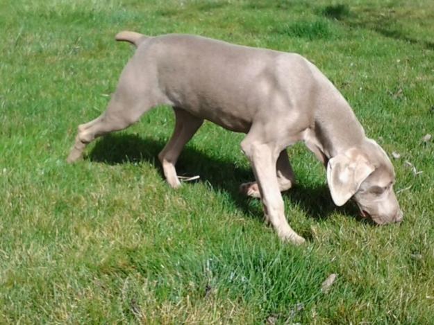 Cachorros weimar, un macho y una hembra