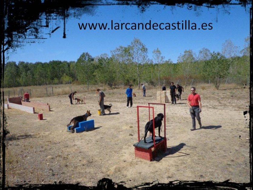 Curso adiestrador canino profesional larcan de castilla 2013