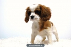 MAGNIFICOS CAVALIER DE CALIDAD CON PEDIGREE Y DOCUMENTACION - mejor precio | unprecio.es