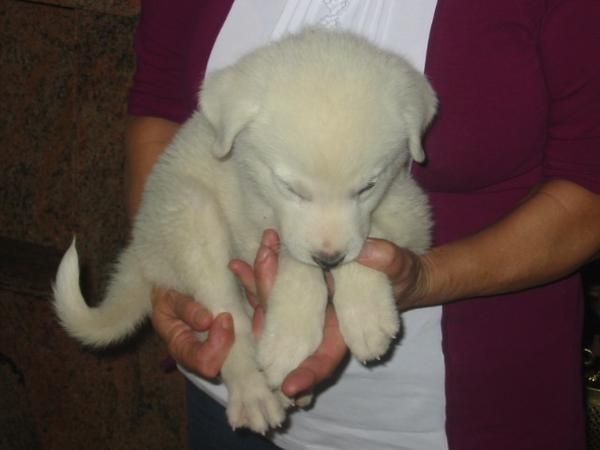 mastín blanco,cachorro es el de la foto,100 Eur