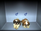 Shih Tzu formidables a 250e en Mascotasur - mejor precio | unprecio.es