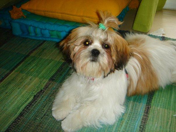 SHIH TZU HEMBRA BUSCA SHIH TZU MACHO PARA MONTA (BARCELONA)