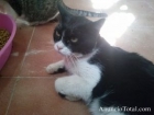 TITO, UN gato bicolor con máscara peculiar en adopción - mejor precio | unprecio.es