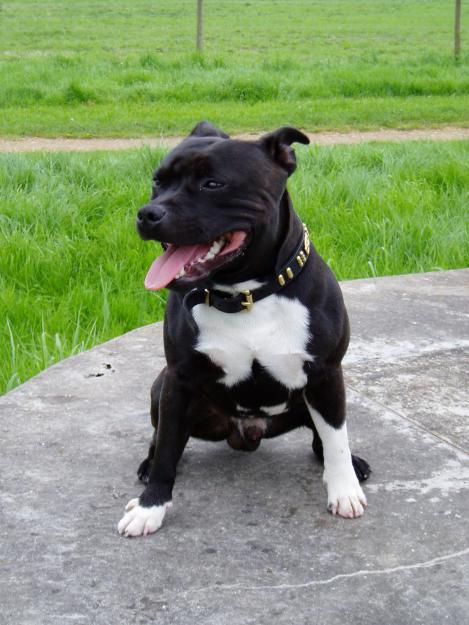 vendo camada de staffy 400euros madrid