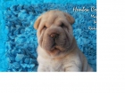 Excelentes cachorros shar pei. pedigrí de campeonees - mejor precio | unprecio.es