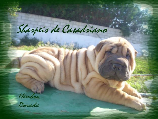 CACHORRITA SHAR PEI DORADA ESPECTACULAR Y CACHORRITO SHAR PEI LILAC