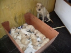 CACHORROS LABRADOR RETRIEVER -REUS - mejor precio | unprecio.es