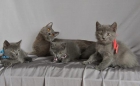 Chartreux gatitos - mejor precio | unprecio.es