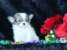Chihuahua cachorros para vente 200euros