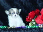 Chihuahua cachorros para vente 200euros - mejor precio | unprecio.es