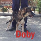 Doby, 9 meses - mejor precio | unprecio.es