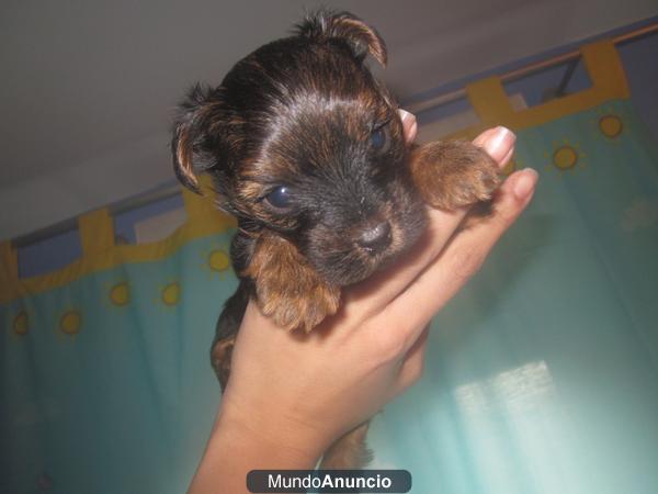 economico yorkshire toy original