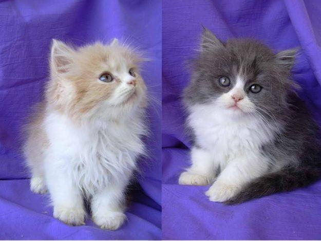 Gatitos Persas muy cariñosos