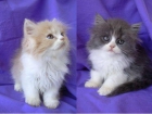 Gatitos Persas muy cariñosos - mejor precio | unprecio.es