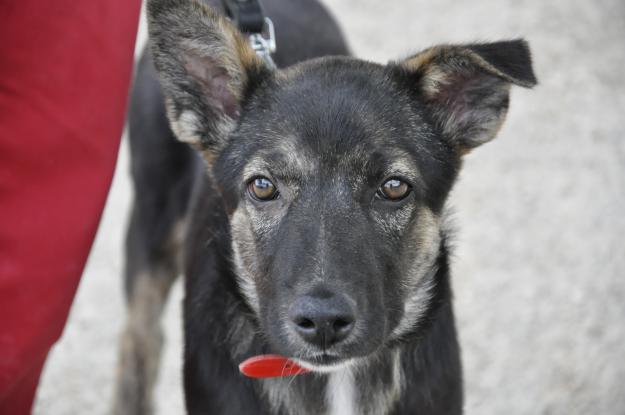 Illa, cachorra cruce de pastor alemán buena y cariñosa, necesita un hogar que la adopte