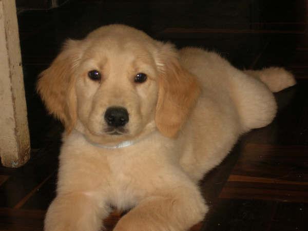 Magnifico Cachorros Golden Retriever