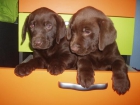 Magníficos cachorros de Labrador Chocolate con pedigree, solo 350 euros. - mejor precio | unprecio.es