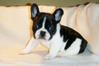 ¡¡autenticos bulldog francEs!! nueva camada, - mejor precio | unprecio.es