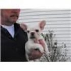 bulldog frances - mejor precio | unprecio.es