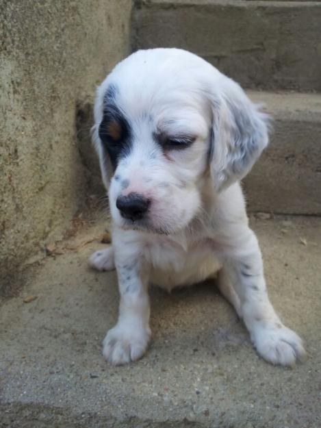 Cachorros Setter Ingles