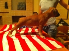 Camada American Staffordshire Terrier - mejor precio | unprecio.es